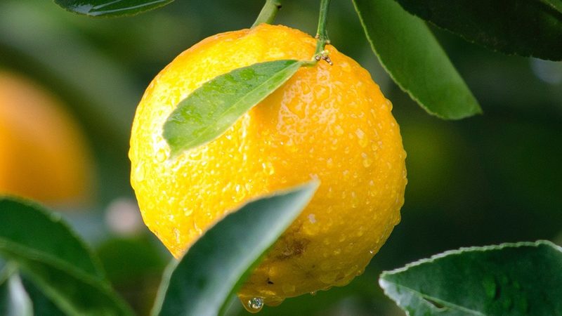 生物类似药CDMO开发总费用：揭秘成本构成与影响因素